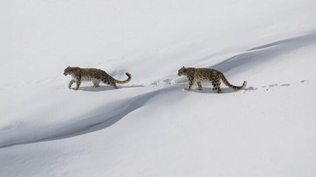 Aerial view of snow-covered landscape with two snow leopards, Kibber, Himachal Pradesh, India.