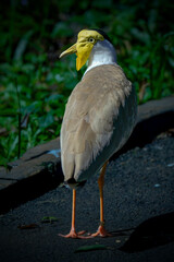 Masked Lapwings (Vanellus Miles)