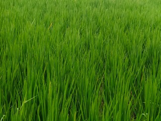 green rice field. agriculture background, sign and symbol.
