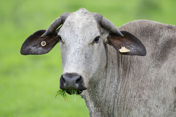 female Cebu cattle chewing on grass