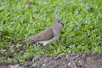 White-tipped Dove (Leptotila verreauxi)