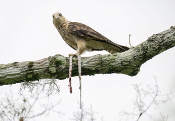 Yellow-headed Caracara (Daptrius chimachima) Juvenile