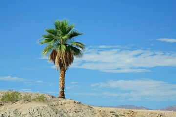 Obraz premium Solitary palm tree stands tall on a sandy hill with a clear blue sky background in a desert scene