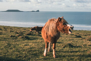 horse whinnying on the beach