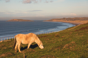 horse eating grass on cliff top near beach llangennith wales