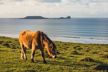 horse on the coastline at worms head gower