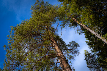 Fototapeta premium trees and sky