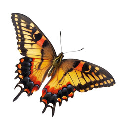 Butterfly isolated on transparent background. Cut out