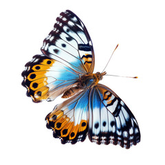 Butterfly isolated on transparent background. Cut out