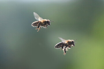 Honeybees swarming around Hummingbird feeder for unextpected food source