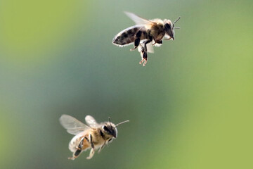 Honeybees swarming around Hummingbird feeder for unextpected food source