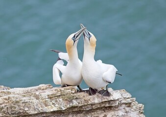 A pair of gannets greeting with crossed beaks
