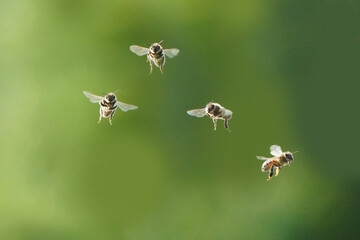 Honeybees swarming around Hummingbird feeder for unextpected food source