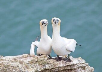 Gannets looking at camera