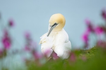 Gannet preening among  out of focus flowers