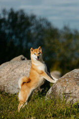 A Shiba Inu dog on a rock