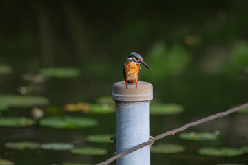 水辺のカワセミ