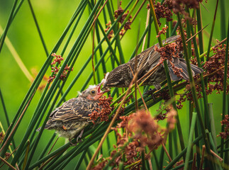 red-winged blackbird feeding baby