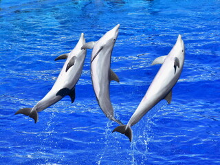 Obraz premium jump of three dolphins breaking the water