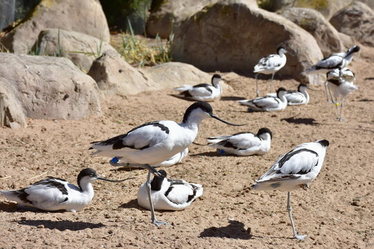 large black and white wader bird pied avocet Recurvirostra avosetta