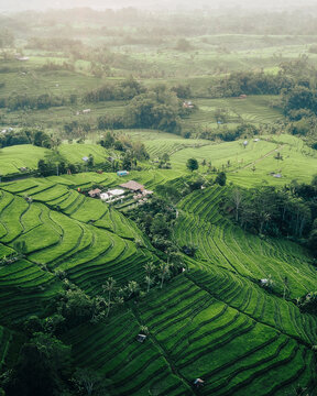 Aerial view of Bali ricefields, Penebel, Tabanan, Indonesia.
