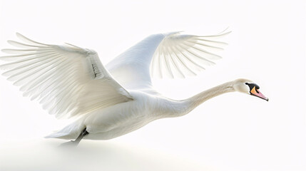 Obraz premium Graceful swan gliding on a white background
