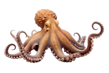 Octopus with curled tentacles on transparent background