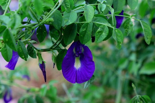 Clitoria ternatea or Telang in the organic​ garden, Beautiful butterfly pea flowers