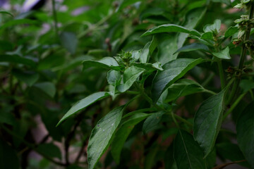 Ocimum basilicum plant in nature garden,sweet basil