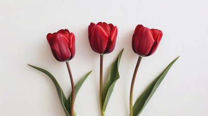 Fototapeta premium Three beautiful crimson tulip blossoms on a white backdrop