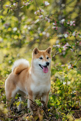 A Shiba Inu dog on the street in spring