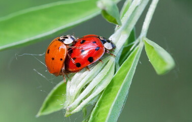 ladybird on a leaf