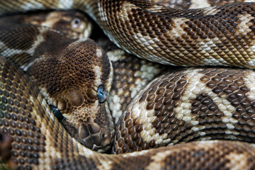 Obraz premium Rough-scaled Python - Morelia carinata, beautiful large-scaled python species from jungles and river banks, endemic to Australia.