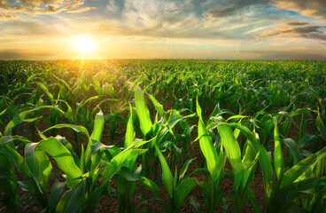 Agriculture shot of sunlit young corn plants on a fertile field at sunset. The warm light makes the...