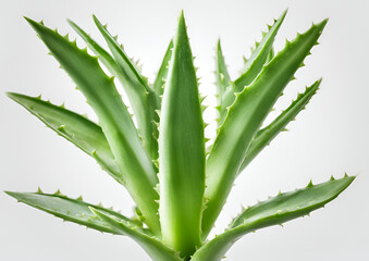 Obraz premium Leaf of Aloe Vera plant isolated on white background.