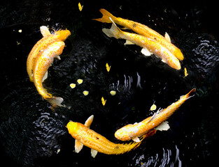 Couple lover fishes swimming in circle. Golden Ogon fancy carp fishes Doitsu Yamabuki Ogon koi and...