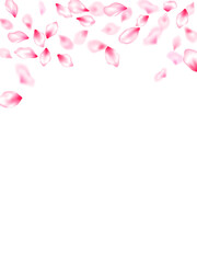 Spring blossom isolated petals flying