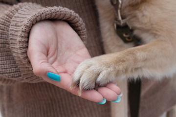 A dog's paw on a girl's open palm, the trust of a pet, teaching commands to a Karelo Finnish Laika