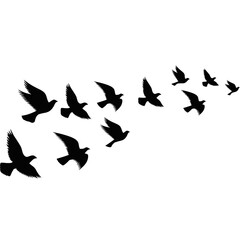 A flock of flying birds. Pigeons Flying Silhouettes. group of birds in the sky