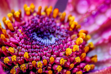 Close-up of a vibrant flower center with intricate details and vivid colors.