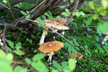Several fly agarics in the forest near Vancouver, Canadian nature