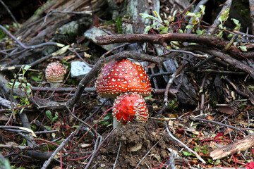 Several fly agarics in the forest near Vancouver, Canadian nature