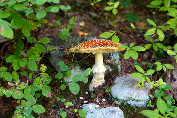 Fly agaric in the forest near Vancouver, Canadian nature