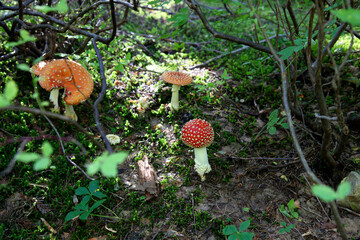 Several fly agarics in the forest near Vancouver, Canadian nature