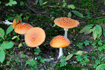 Several fly agarics in the forest near Vancouver, Canadian nature