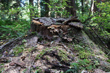 Toadstool mushrooms in the forest near Vancouver, Canadian nature
