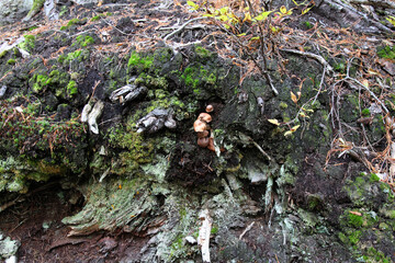 Toadstool mushrooms in the forest near Vancouver, Canadian nature