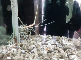 Aquarium sea creatures and rare fishes and Varkala beach