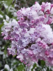 Branch of purple lilac in snow in spring