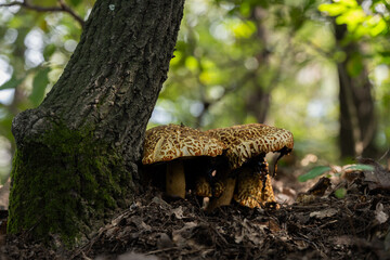 접시껄껄이그물버섯